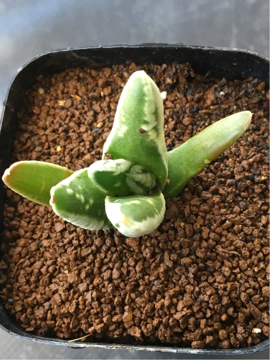 49 サボテン 多肉植物 ハオルチア 皇帝 | 園芸ネット本店｜ハオルチア