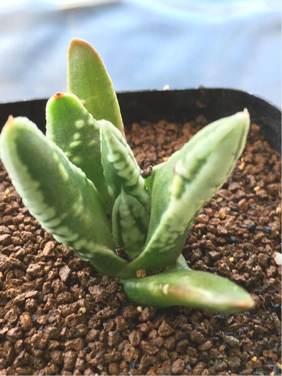 49 サボテン 多肉植物 ハオルチア 皇帝 | 園芸ネット本店｜ハオルチア