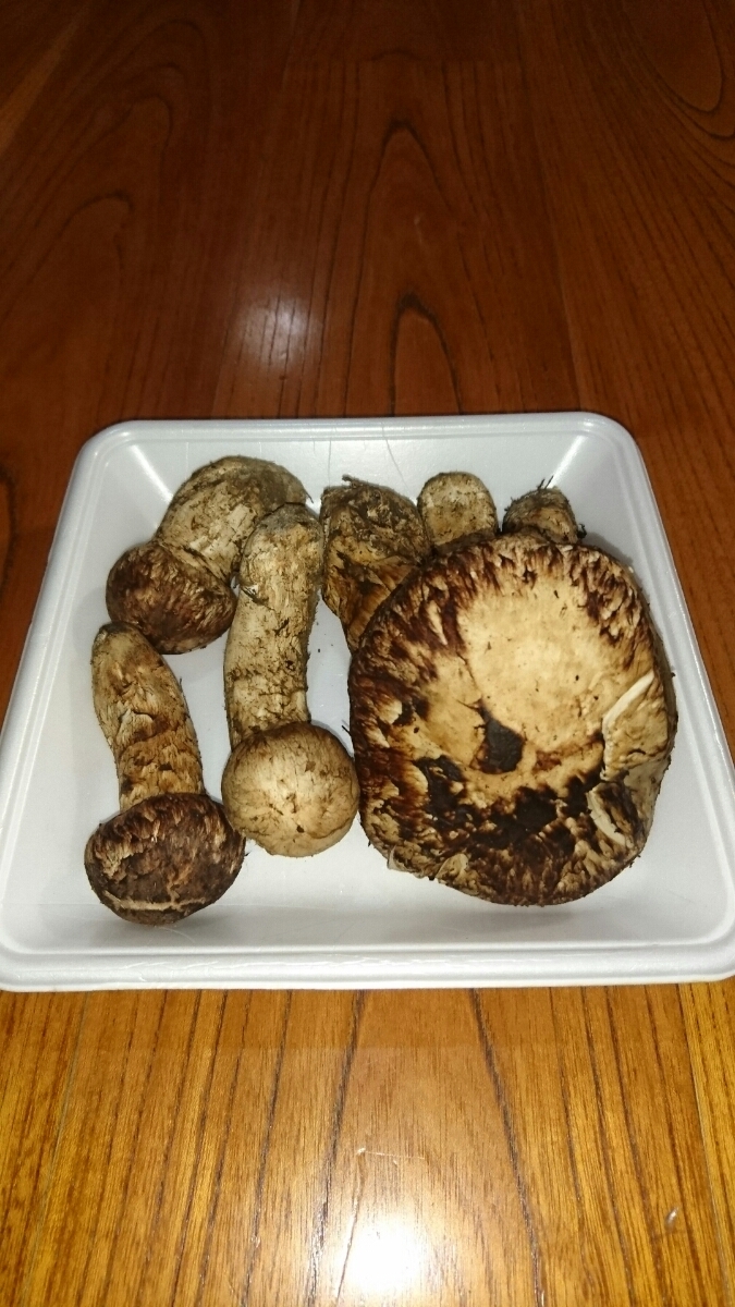 松茸 岩手県産 9月30日採取 288グラム