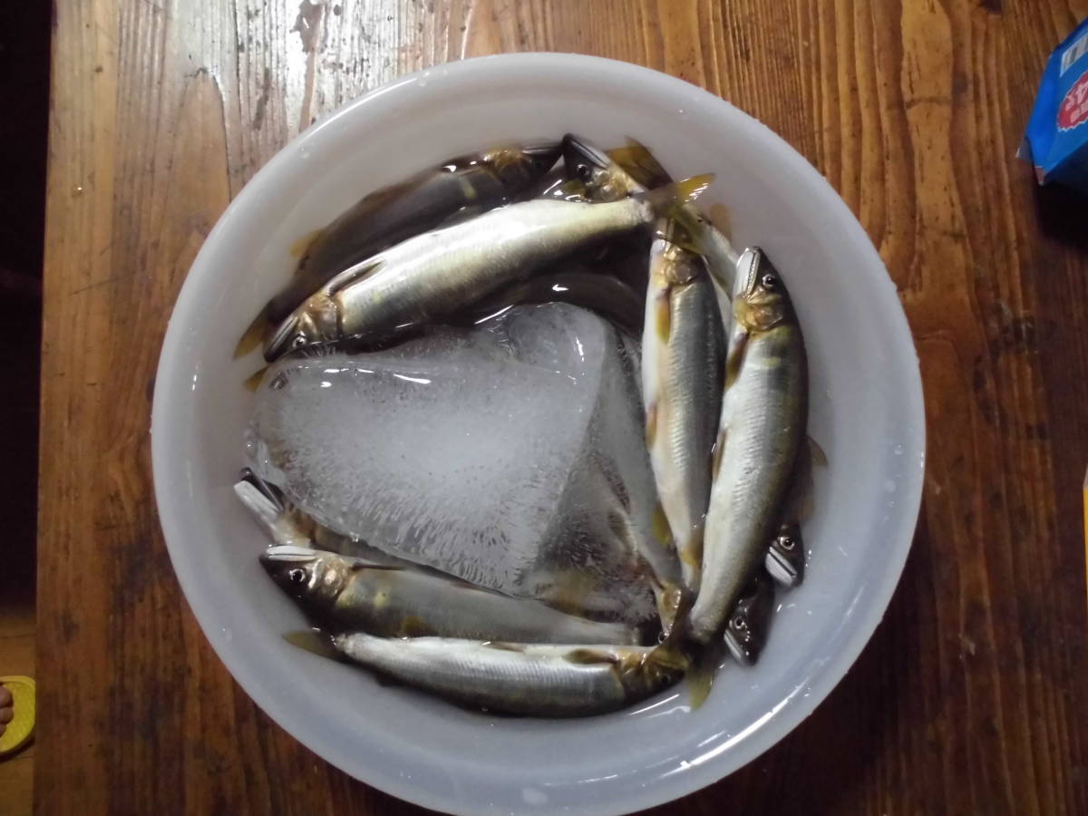 天然鮎 九頭竜川 冷凍2㎏ 公式通販 天然 鮎 魚 あゆ 久慈川 冷凍（