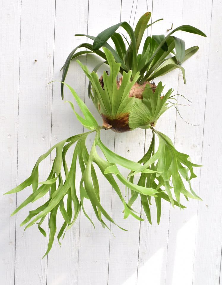 双頭 P.coronarium with Paph parishii コロナリウム ビカクシダ コウモリラン パフィオペディラム 洋蘭 洋ラン【vandaka 】 Paphiopedilum parishii x
