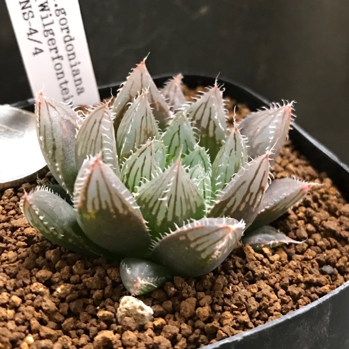 多肉植物 ハオルチア ピクタ SP-10×マドンナ 実生 未繁殖苗