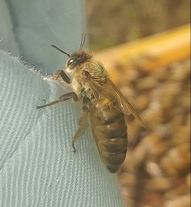 セイヨウミツバチの自然養蜂 結婚飛行を了えてなくても分蜂？ 養蜂大全 