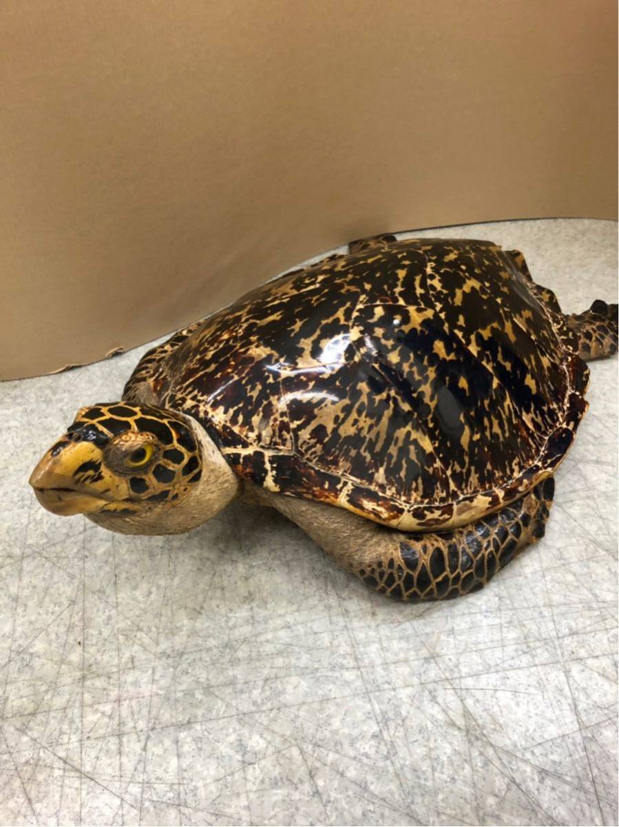 ☆ 亀 カメ 剥製 壁掛け 置物 オブジェ 全長 約70cm インテリア 置物