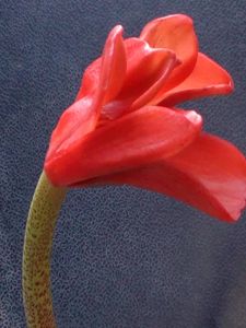 18年11月 赤花 マユハケオモトのヤフオク の相場 価格を見る ヤフオク の赤花 マユハケオモトのオークション売買情報は2件が掲載されています