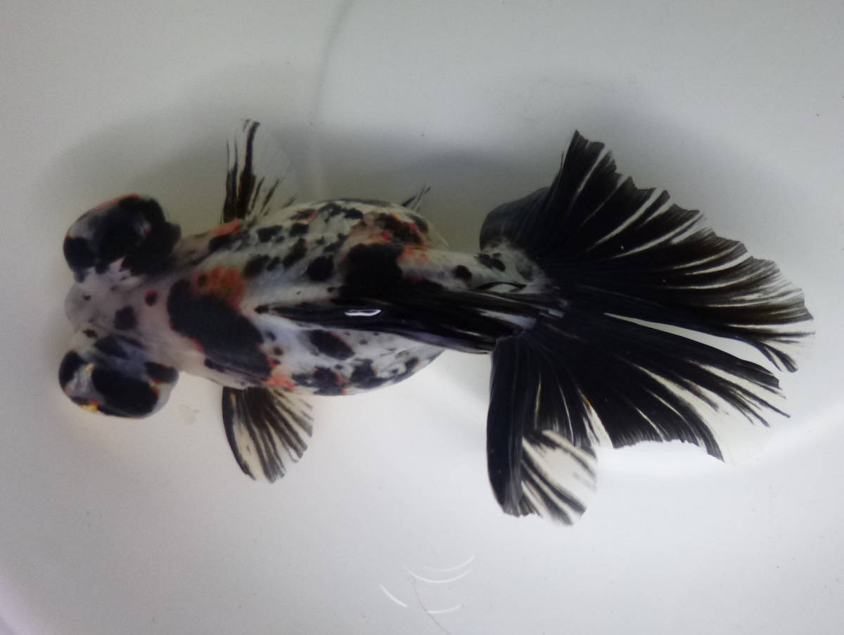 【SALE，最新作】 中国産 金魚 キャリコ蝶尾 １４cm(金魚)｜売買されたオークション情報、yahooの商品情報をアーカイブ公開 - オークファン その他