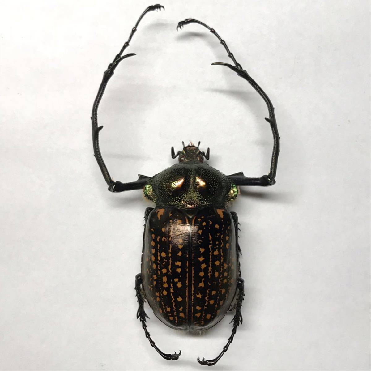 標本 ゲストロイテナガコガネ 超特大 70mm ペア Cheirotonus gestroi