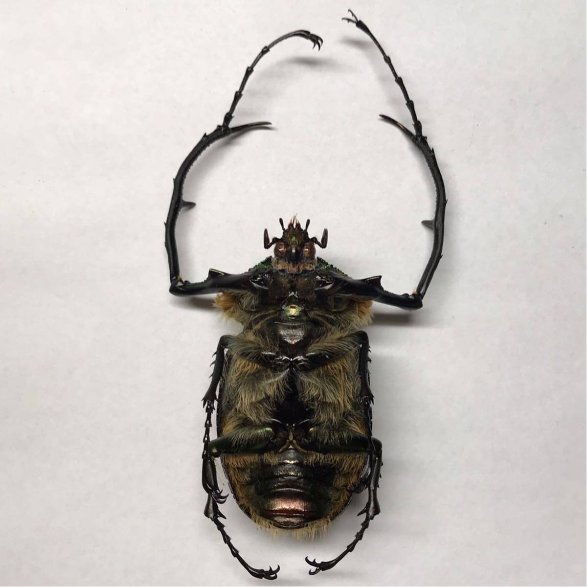 標本 ゲストロイテナガコガネ 超特大 70mm ペア Cheirotonus gestroi