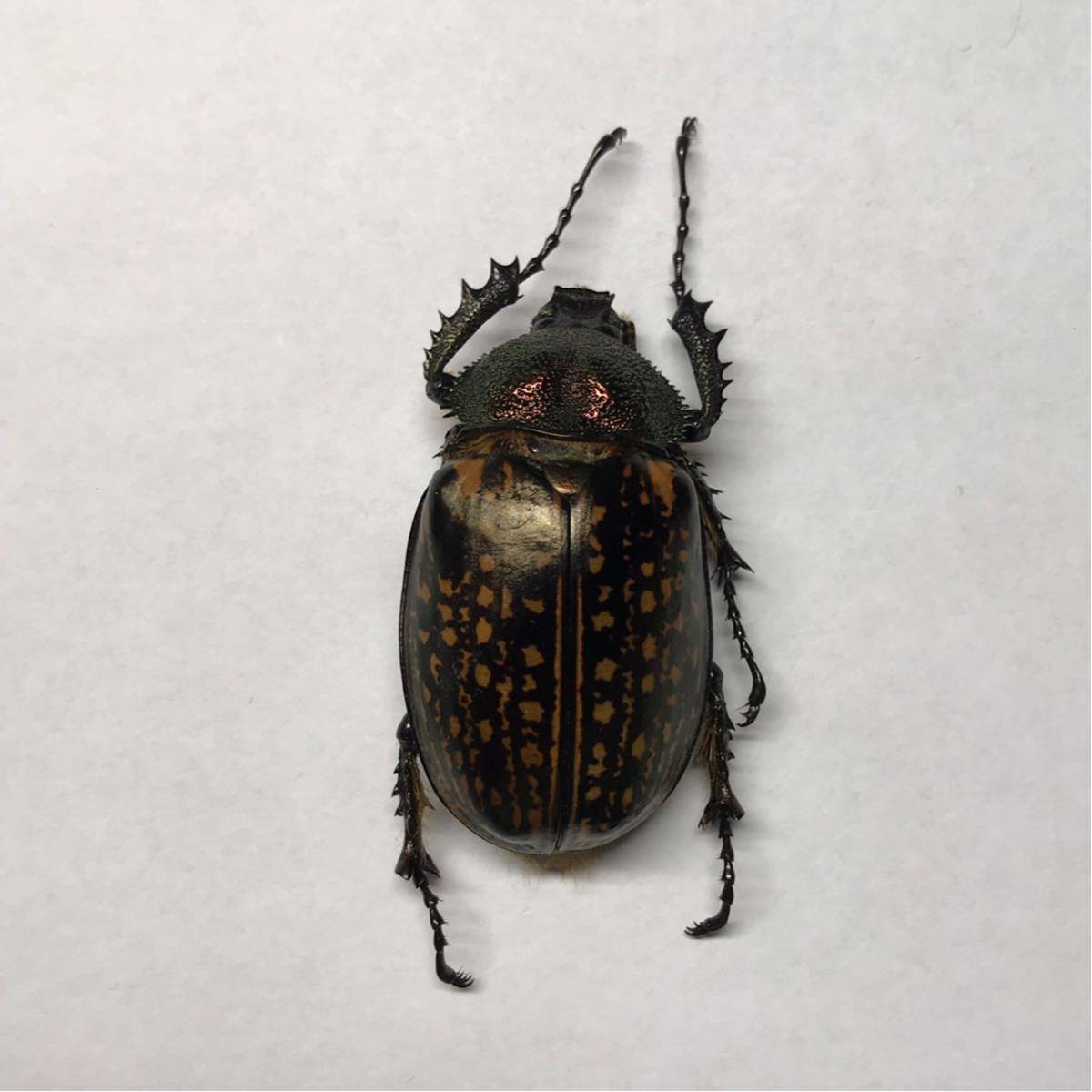 標本 ゲストロイテナガコガネ 超特大 70mm ペア Cheirotonus gestroi