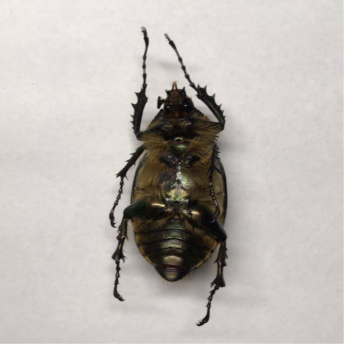標本 ゲストロイテナガコガネ 超特大 70mm ペア Cheirotonus gestroi