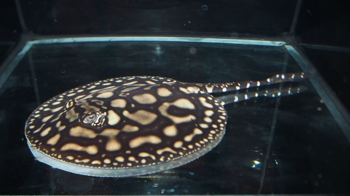 2026年最新Yahoo!オークション -ダイヤモンドポルカ(淡水魚)の中古品 