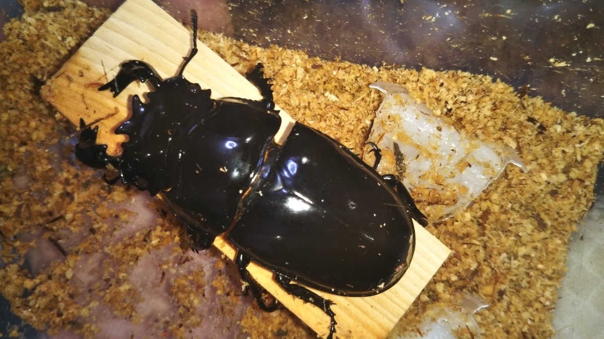 ペア 大型血統タランドゥスオオツヤクワガタ | タランドゥス 新成虫 