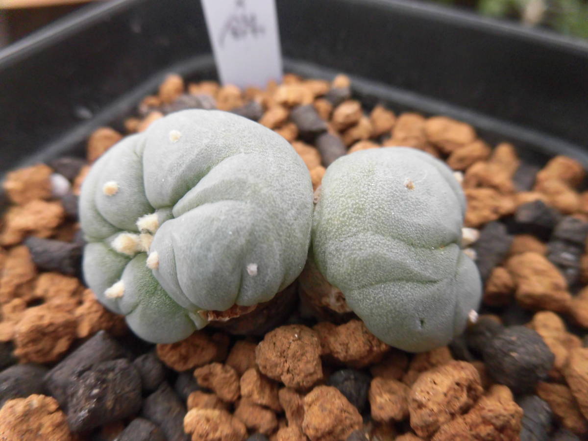 ロホホラ サボテン 実生 Lophophora 公式通販 銀冠玉錦 - fricii 銀冠