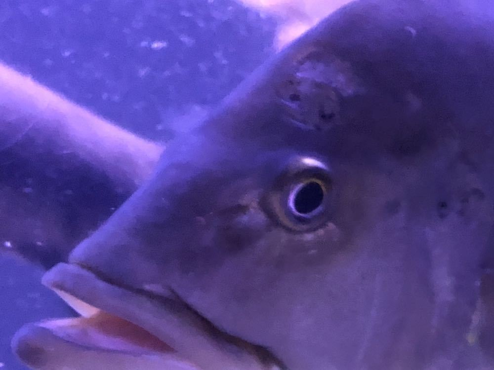 淡水魚 静岡市の熱帯魚専門店（大型魚・古代魚・珍魚）｜World アクア 