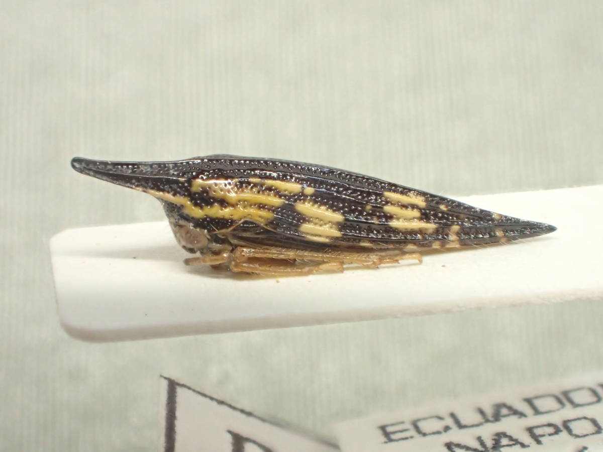 ツノゼミ展13 エクアドル産 ポリグリプタの仲間 ＊♂と思われる個体