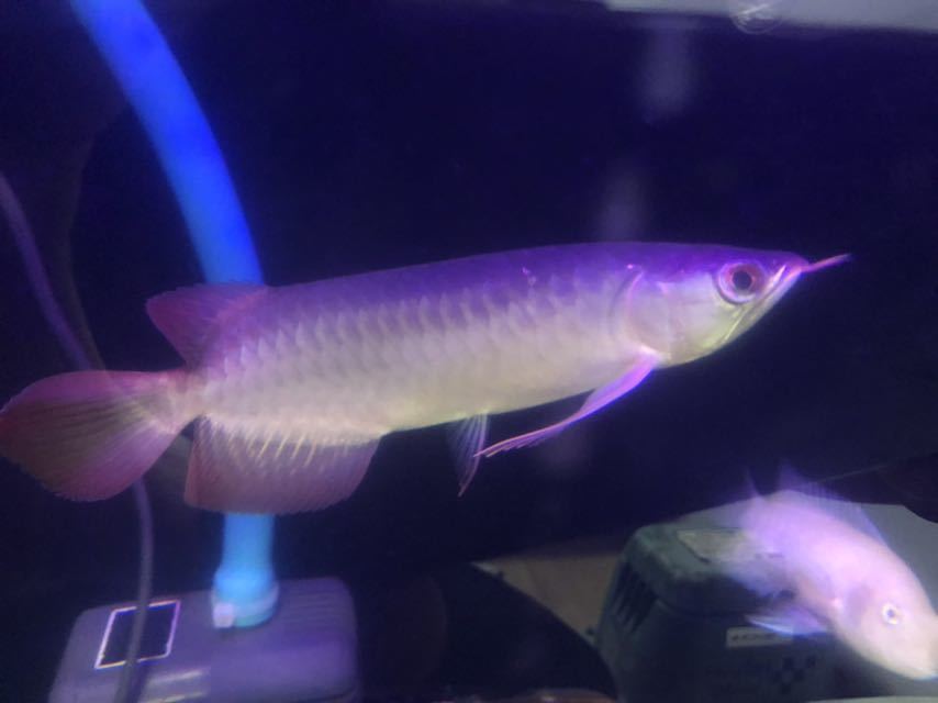 ##アロワナ PREMIUM Kalimantan SUPER RED カリマンタンレッド##