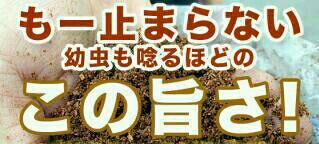 特大菌糸ボトル1500ml10本ヒマラヤひらたけ初菌で作成！特殊 株式会社