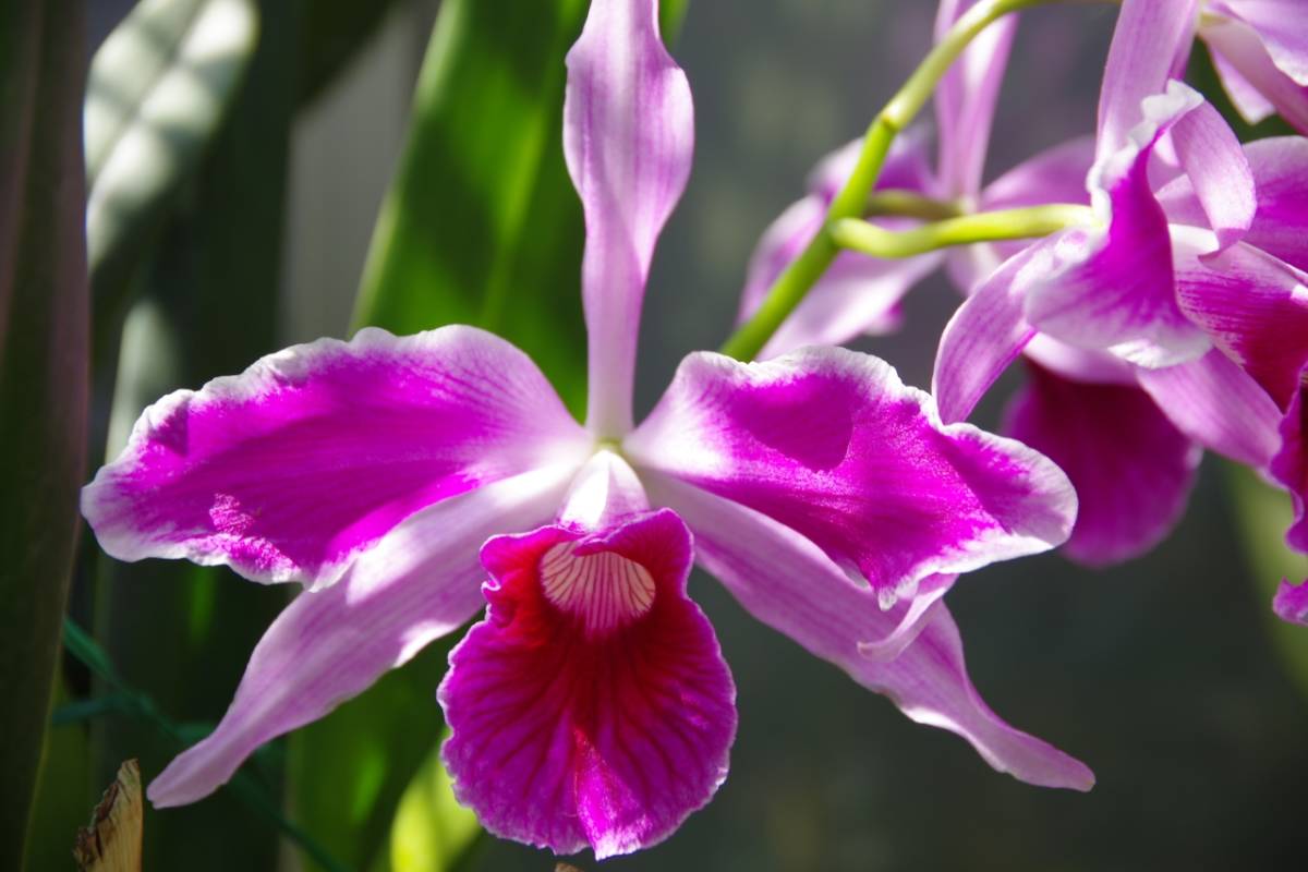 洋蘭原種カトレアc purpurata sunguinea Canbuci OG株