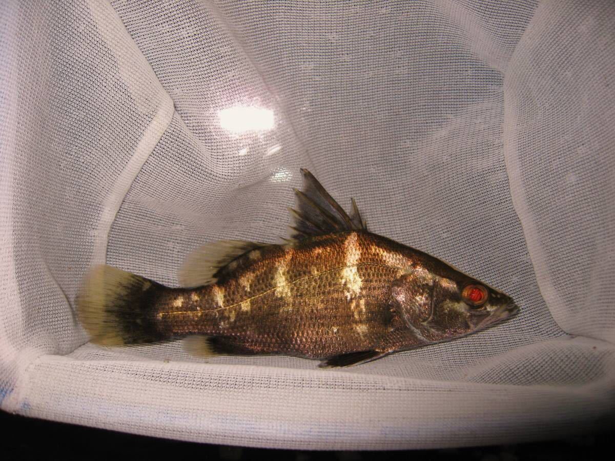 ★★★高知県産　アカメ　１４ｃｍ★★★ 高知県産 アカメ １０ｃｍ 怪魚アカメ140ｃｍOver!降臨！ 土佐高知店（Tosa Kochi）