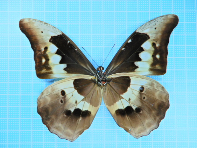 蝶 標本 Morpho ヘレナモルフォ 130mm メルカリ ペルー産 ヘレナ