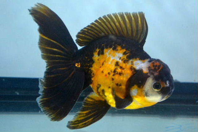 ④FISHMASTER OKA　オランダ獅子頭　トリカラー　上個体　２２ｃｍ前後　