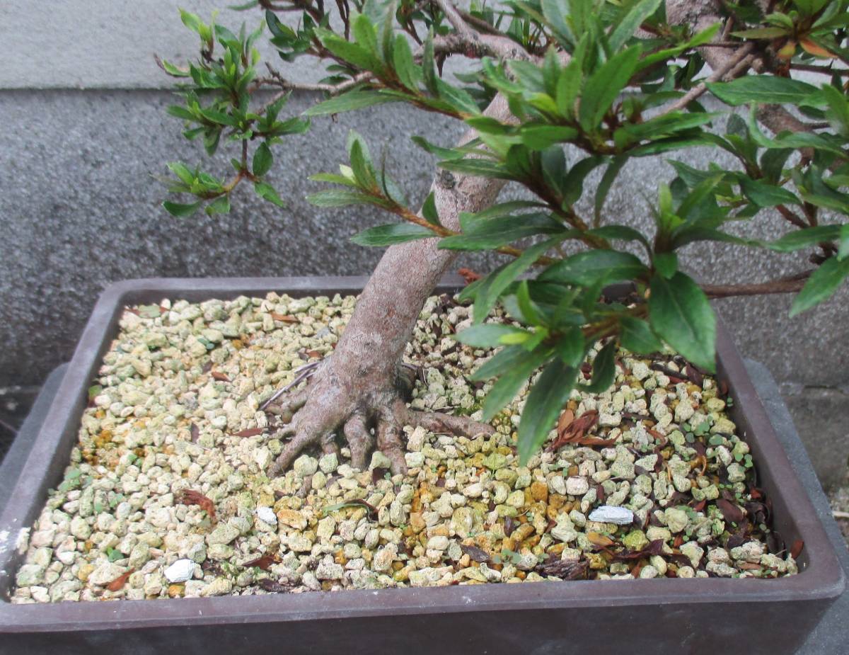 さつき盆栽【貴婦人】 さつき花辞典：貴婦人 ｜ さつき盆栽春夏秋冬