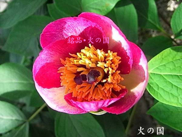 ＴＨ１◆太陽×火の国◆交配ヤマシャクヤク◆実生４年生苗◆ ♪ 山野草 山野草：ヤマシャクヤク 『銘品・火の国 4年生-3』 ヤマ