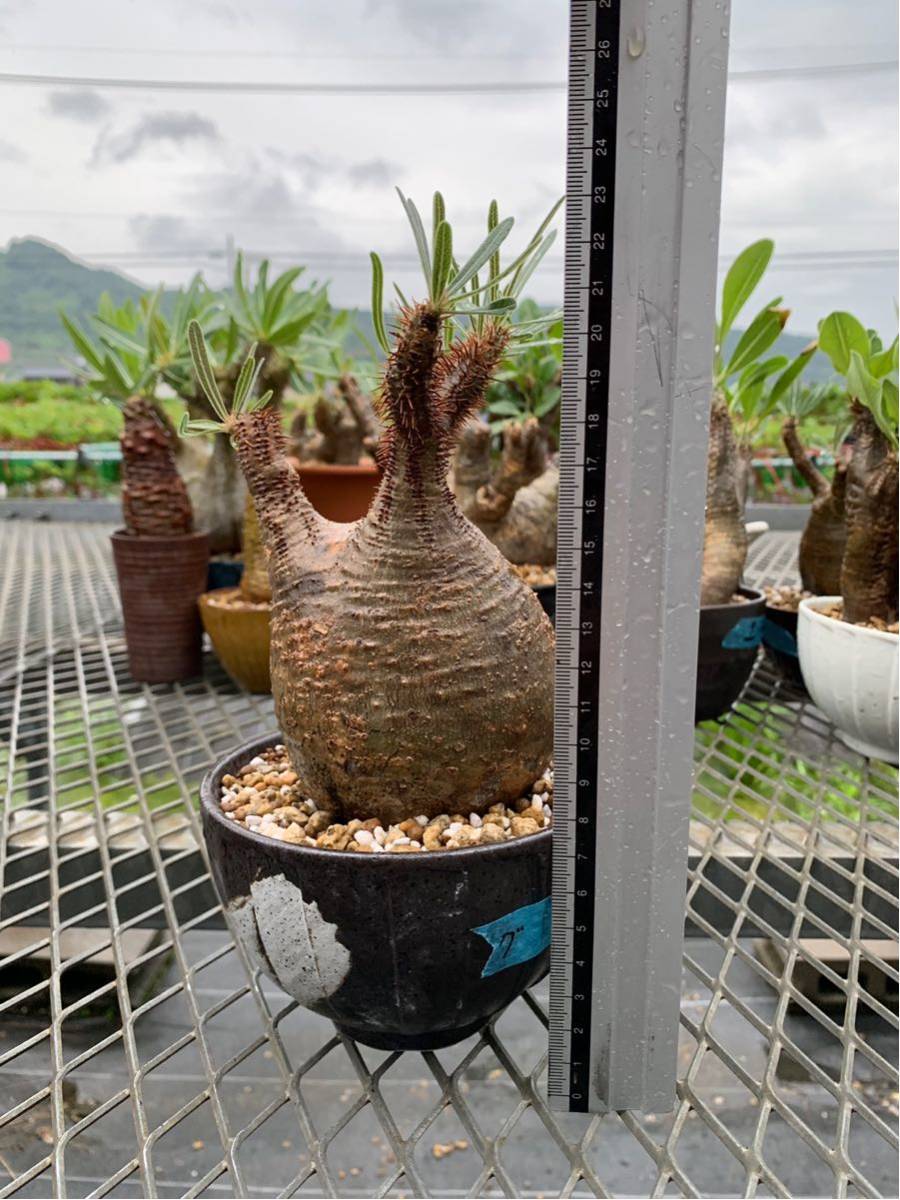 パキポディウム 現地球2株セット 塊根植物 公認ショップ