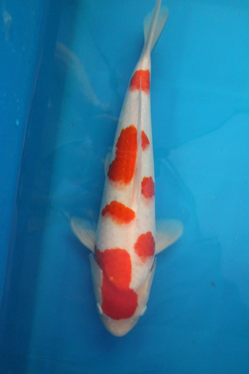 ★坂本屋★K031紅白 2才 43cm メス