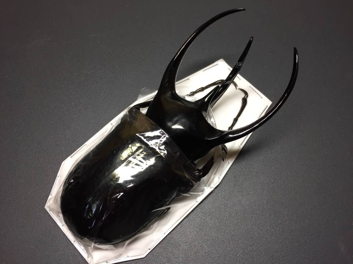 大型マレーコーカサスオオカブト標本 標本 | 良形 コーカサスオオカブト 大型マレーコーカサスオオカブト