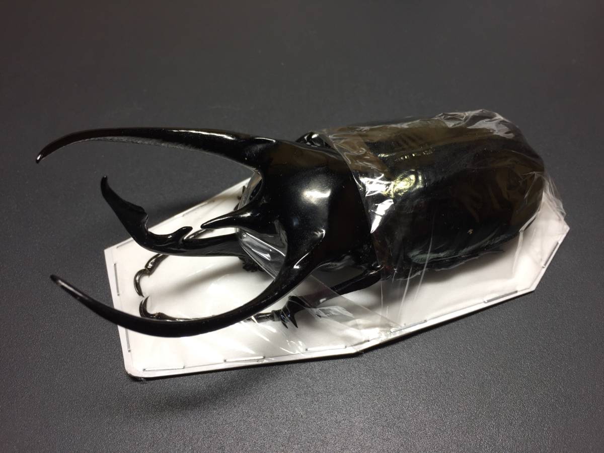 標本 | 良形 コーカサスオオカブト 大型マレーコーカサスオオカブト