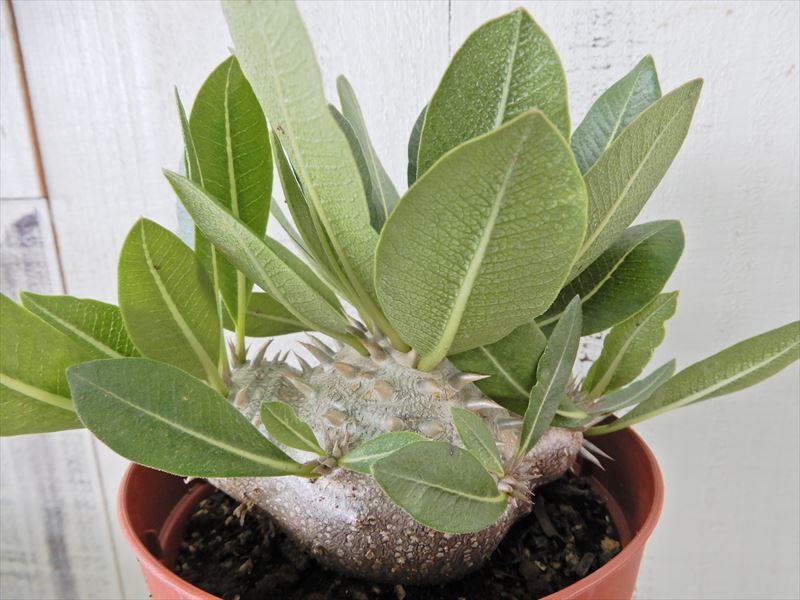 【人気定番，SALE】0902-1002 パキポディウム 恵比寿大黒 10.5cmポット多肉植物 現品(サボテン)｜売買されたオークション情報、yahooの商品情報をアーカイブ公開 - オークファン サボテン