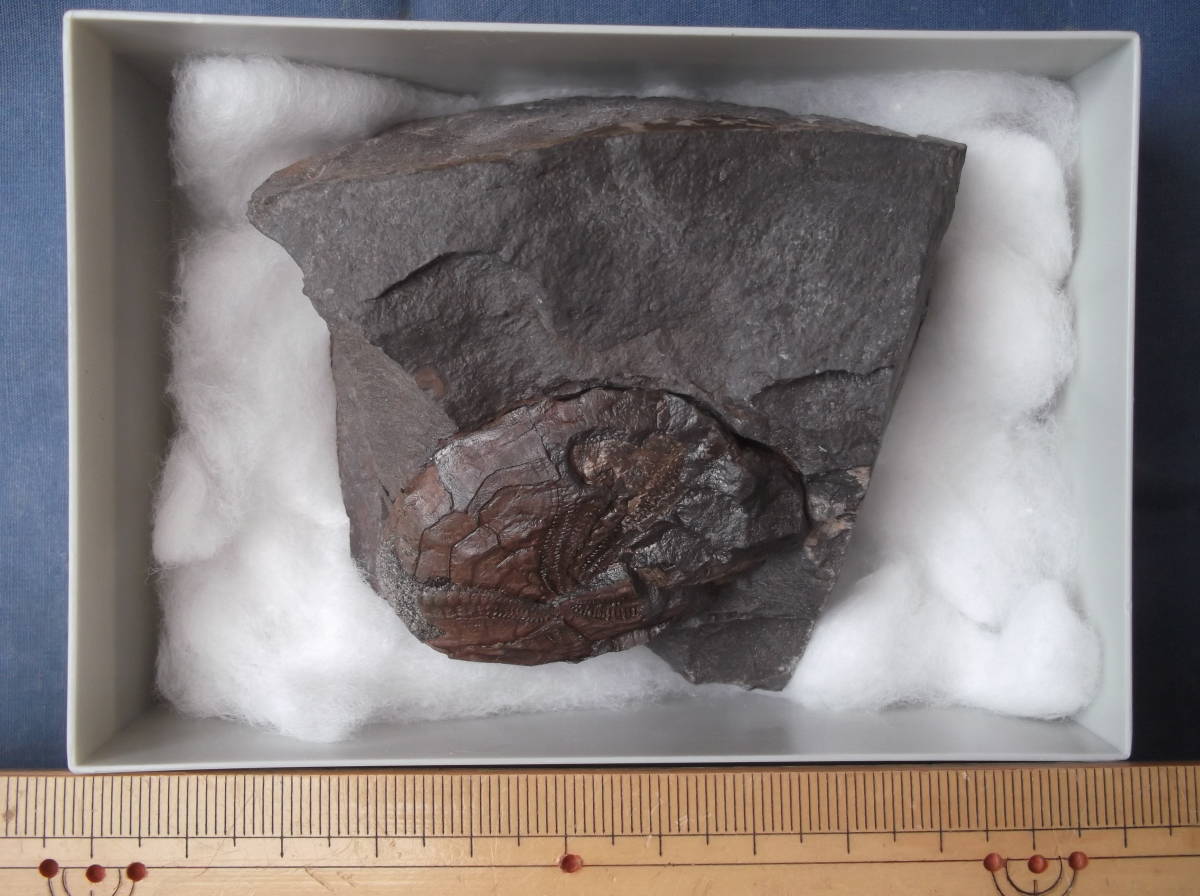 〇化石標本　羽ノ浦層のウニ類 my : earth 北海道のウニ化石③ ウニの一種の化石標本（フランス産）その一。 標本部屋を覗く幽霊。