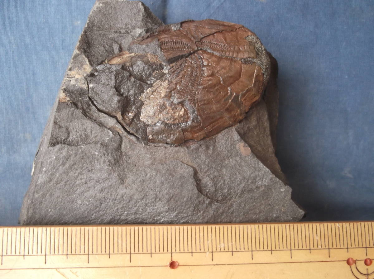 〇化石標本　羽ノ浦層のウニ類 my : earth 北海道のウニ化石③ ウニの一種の化石標本（フランス産）その一。 標本部屋を覗く幽霊。