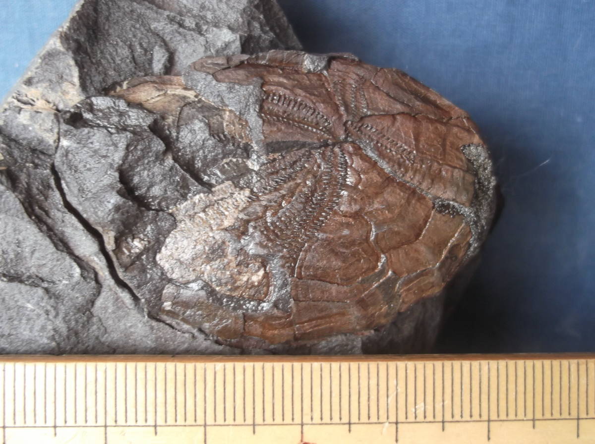 〇化石標本　羽ノ浦層のウニ類 my : earth 北海道のウニ化石③ ウニの一種の化石標本（フランス産）その一。 標本部屋を覗く幽霊。