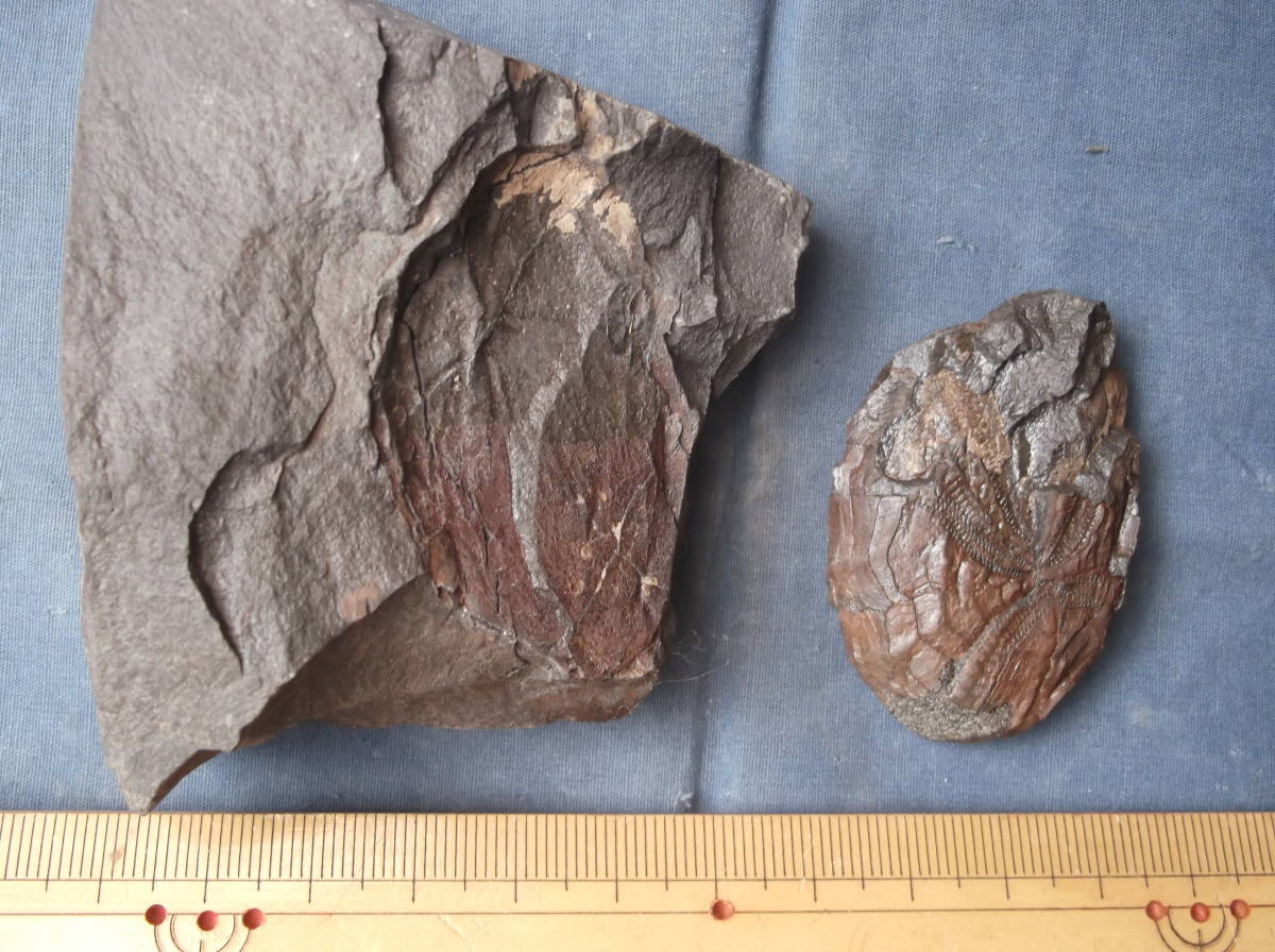 〇化石標本　羽ノ浦層のウニ類 my : earth 北海道のウニ化石③ ウニの一種の化石標本（フランス産）その一。 標本部屋を覗く幽霊。