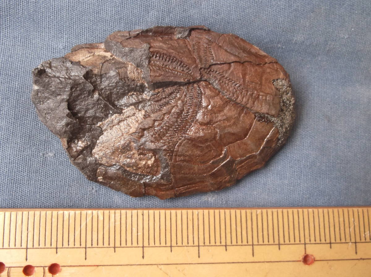 〇化石標本　羽ノ浦層のウニ類 my : earth 北海道のウニ化石③ ウニの一種の化石標本（フランス産）その一。 標本部屋を覗く幽霊。