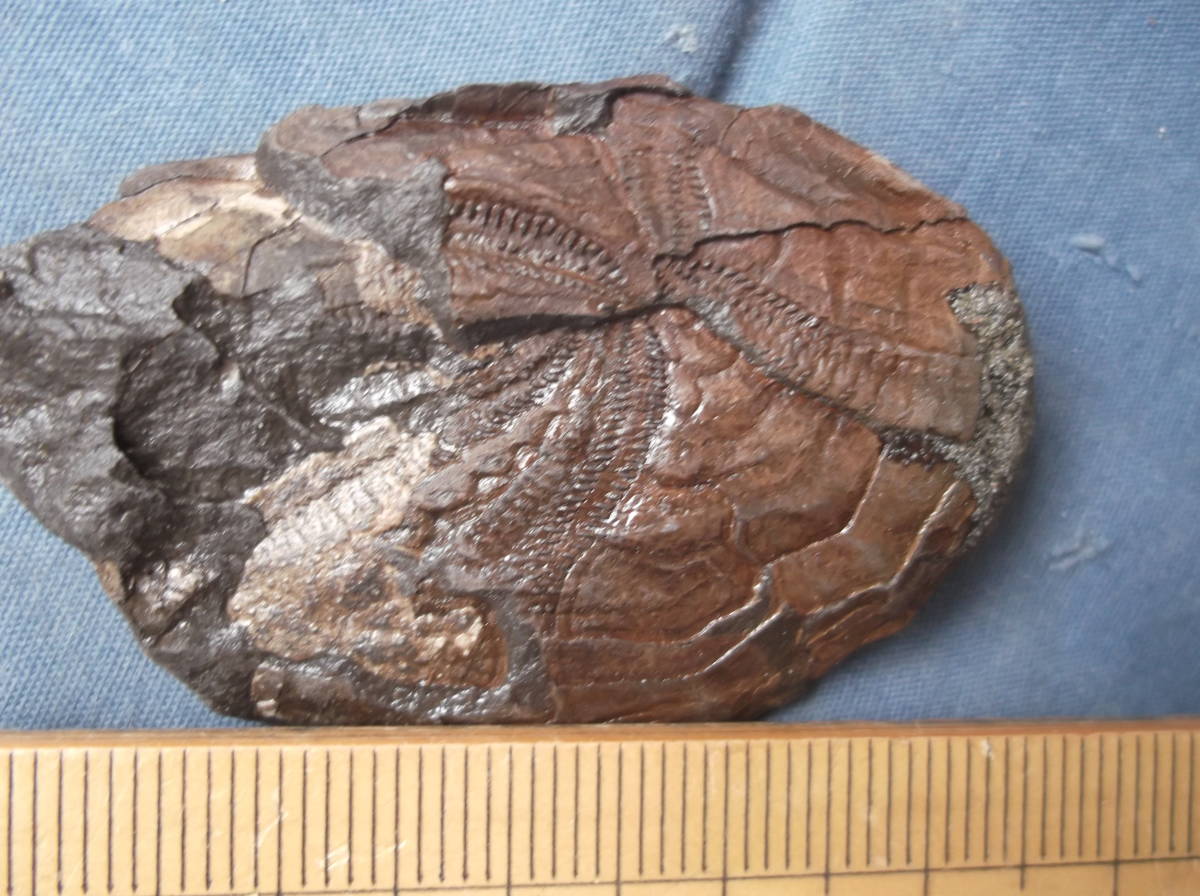 〇化石標本　羽ノ浦層のウニ類 my : earth 北海道のウニ化石③ ウニの一種の化石標本（フランス産）その一。 標本部屋を覗く幽霊。