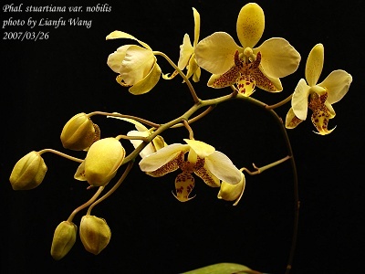 【NK】珍品 Phal. stuartiana nobilis 特選個体実生苗 1作開花サイズ【洋蘭 原種 胡蝶蘭】