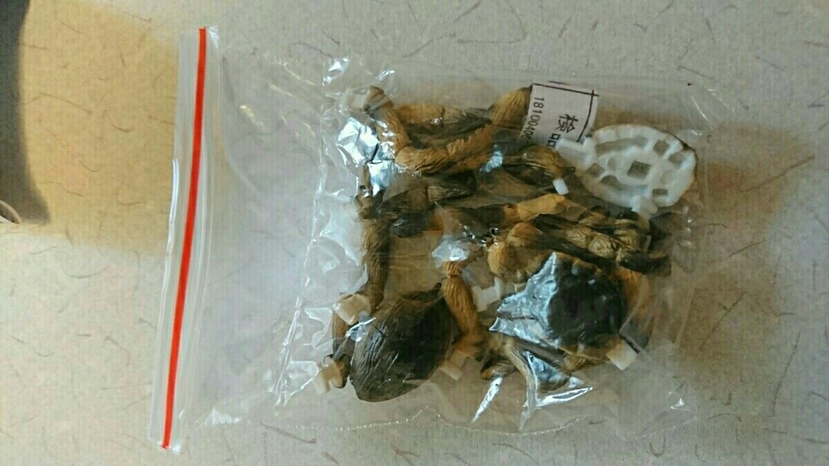 4Dパズル昆虫DX タランチュラ_1