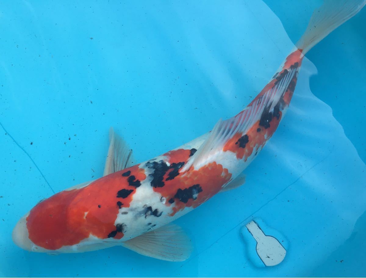 大正三色47㎝ 2歳 錦鯉