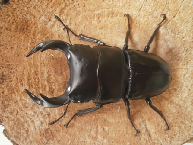  raru108 タイワンオオクワガタ♂70ｍｍ♂72 5ｍｍ♀46ｍｍ♀46ｍｍ 2ペアセット(外国産)｜売買されたオークション情報、yahooの商品情報をアーカイブ公開 - オークファン 外国産