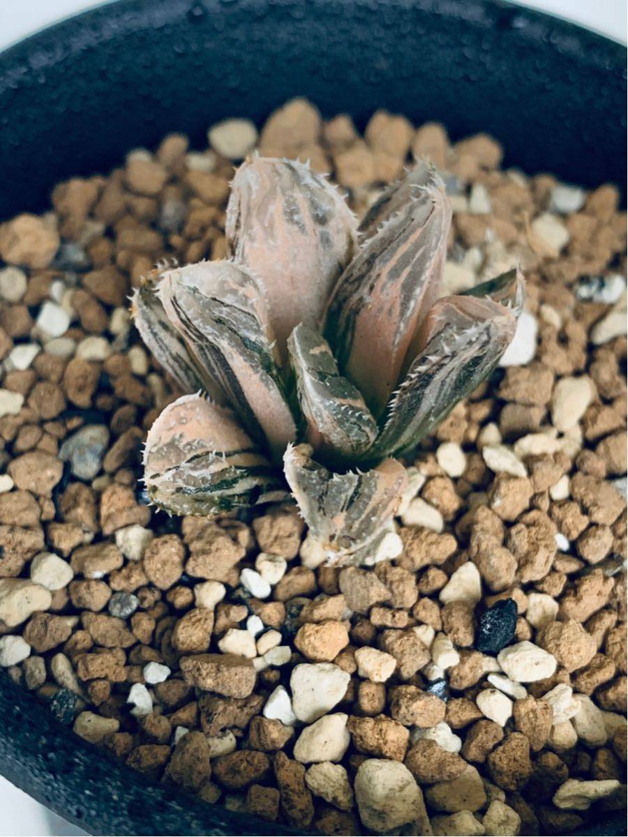 ハオルチア 新氷砂糖錦 極上斑 ハオルチア 新氷砂糖錦 極上斑