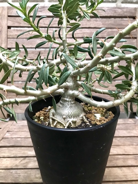 Pachypodium | 園芸ネット本店｜パキポディウム：ビスピノーサム
