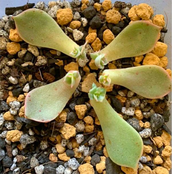 多肉植物　マーガレットレッピン 葉挿し 5枚_1