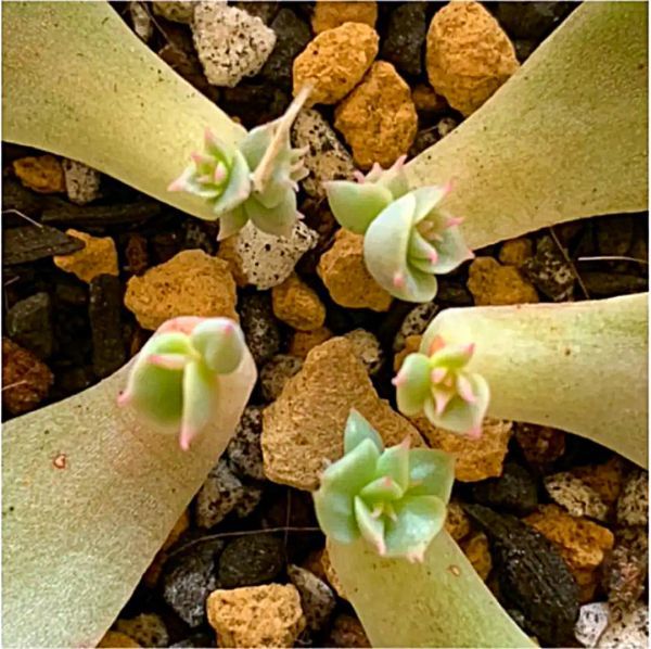 多肉植物　マーガレットレッピン 葉挿し 5枚_2