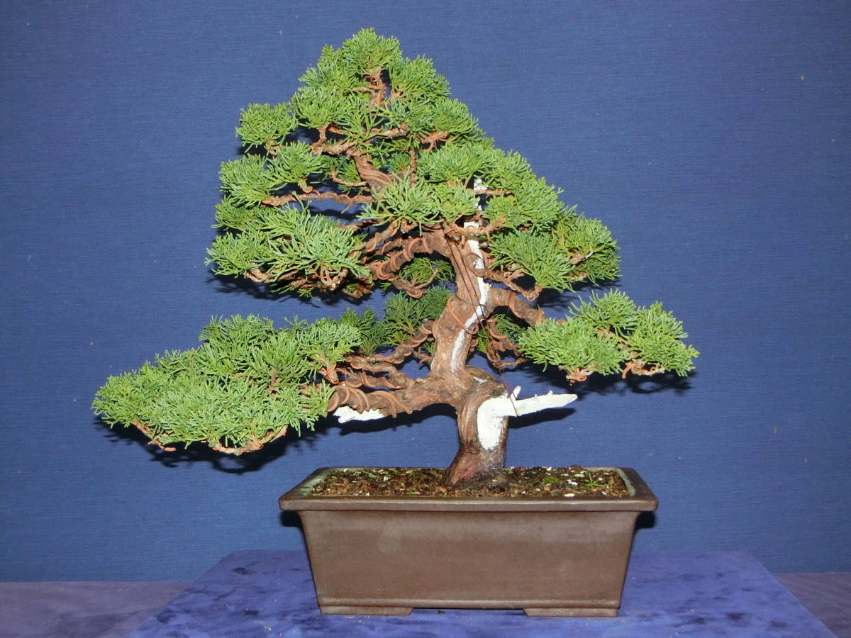 下館泰晃園○真柏○樹高26cm○中品盆栽○○ 糸魚川真柏 下館泰晃園 