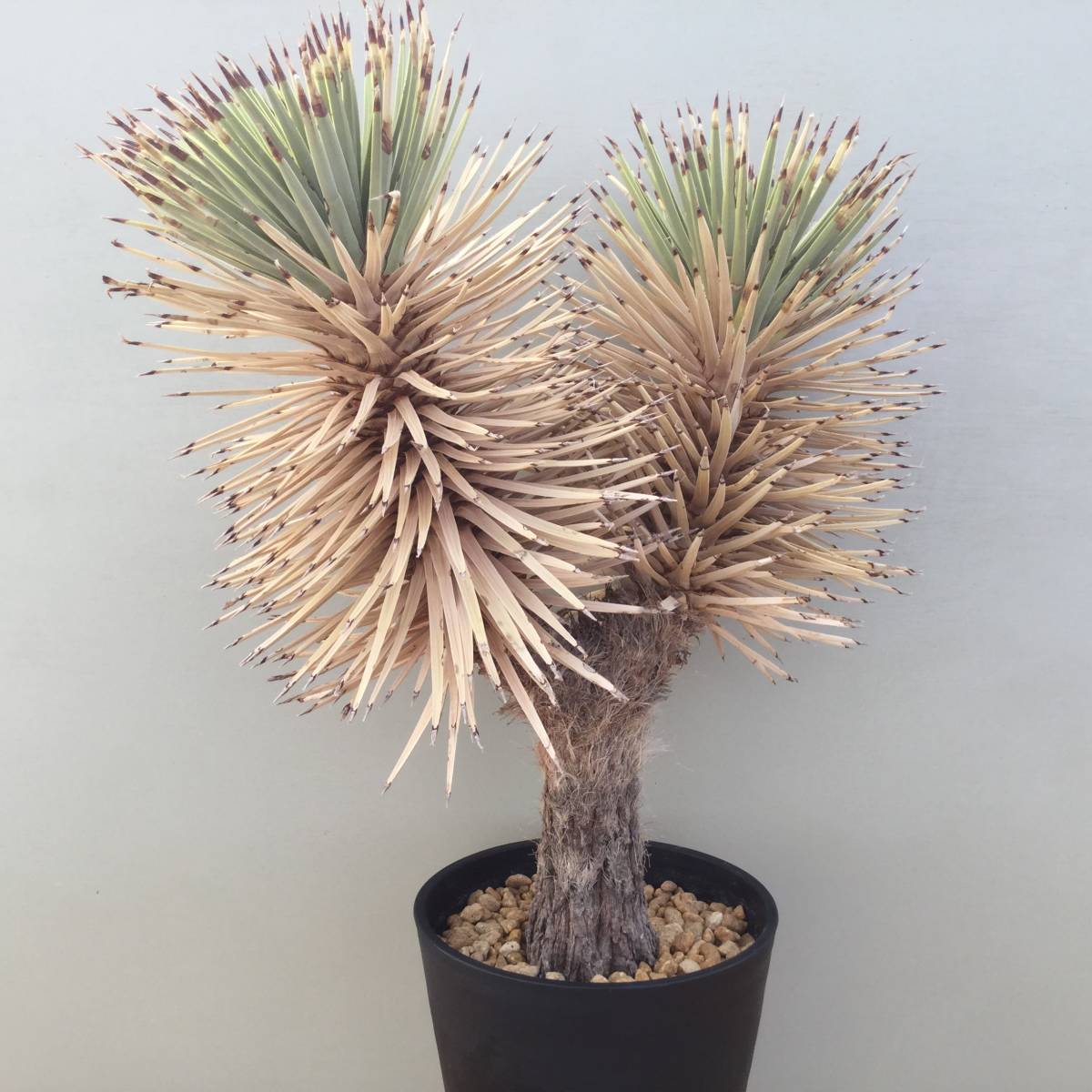ユッカ ファクソニアーナ yucca faxoniana① 極太良型株 カルネロサーナ