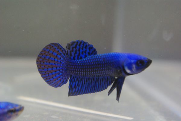 コバルトブルーシンフォニー　♂♀ペア　betta【アクアラボ平安】ベタ　