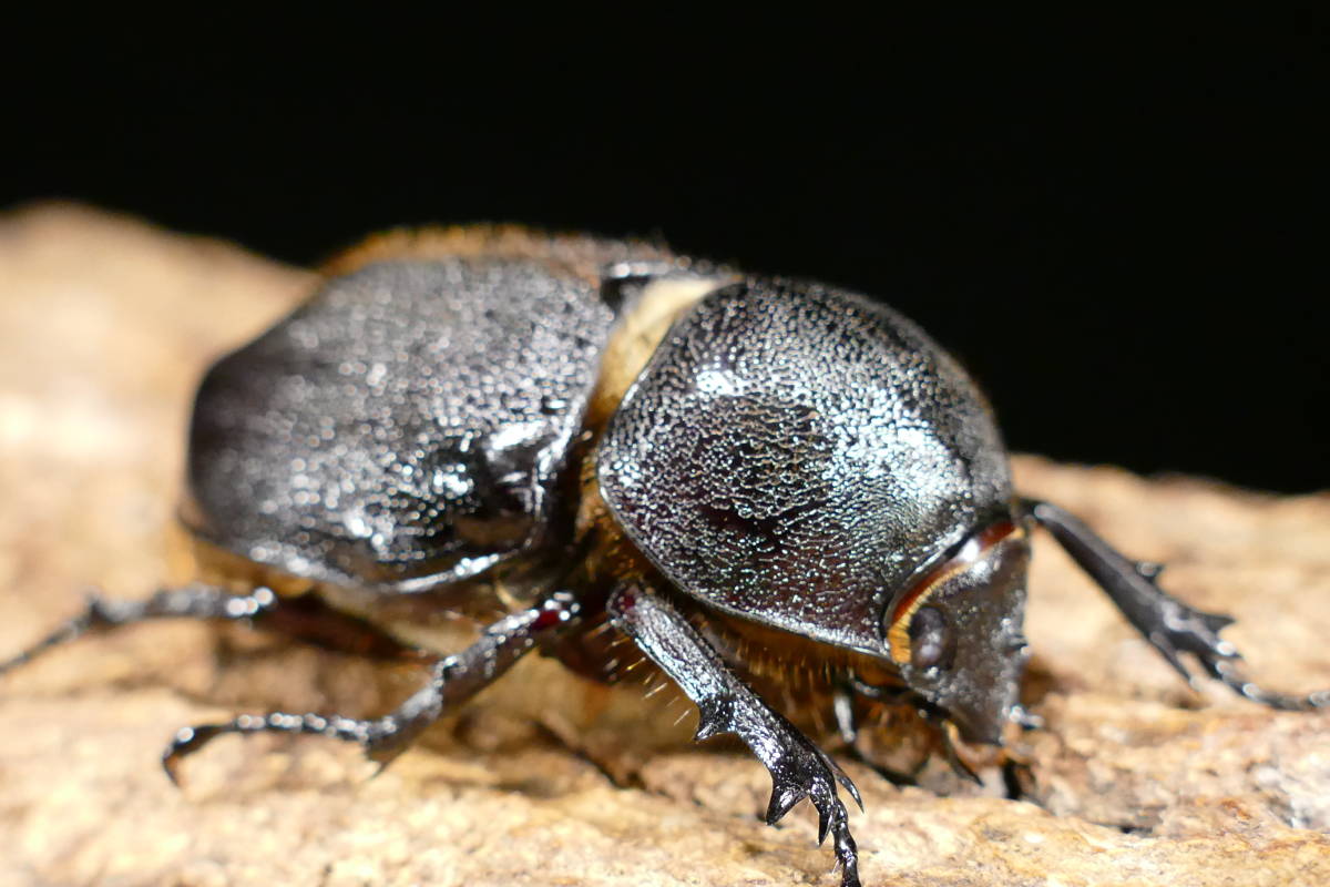 ◆ネプチューンオオカブト　♀63mm単品◆